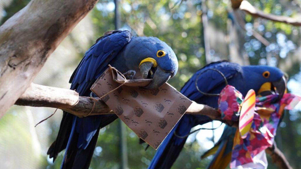 Enriquecimento ambiental temático de Páscoa nos viveiros de imersão do Parque das Aves. Foto: Divulgação/Assessoria.