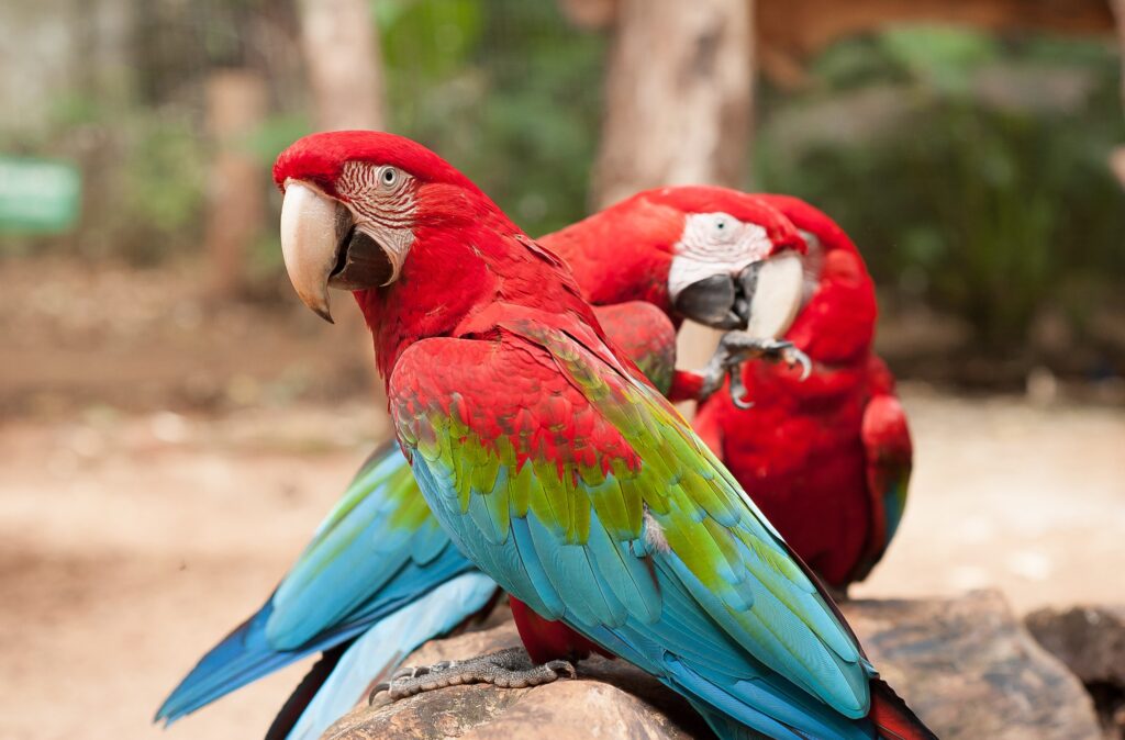 Moradores de Foz terão entrada gratuita no Parque das Aves entre 7 e 15 de junho de 2025, em comemoração ao aniversário da cidade.