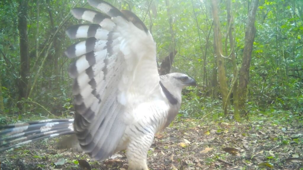 Uiraçu é registrado pela primeira vez em vídeo no Parque Nacional do Iguaçu. Crédito das imagens: Uiraçu: Projeto Onças do Iguaçu.